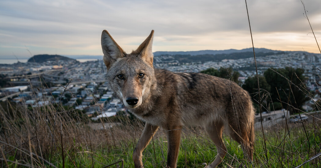 How We Photographed Coyotes in San Francisco