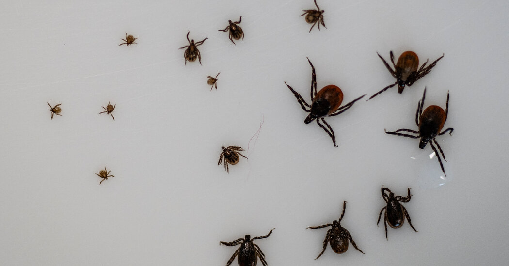 How Bad Are Ticks This Year? Don’t Ask.