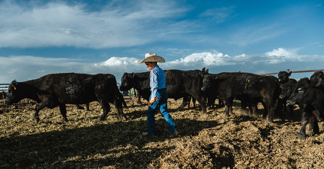 Cattle Ranchers are Furious About Trump’s Plan to Import More Argentine Beef