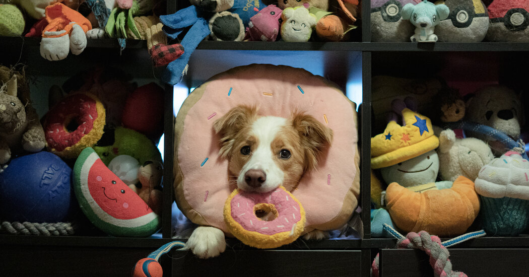 Dogs Build Their Vocabularies Like Toddlers