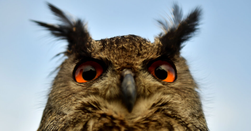 The Evolution of Eyes Began With One