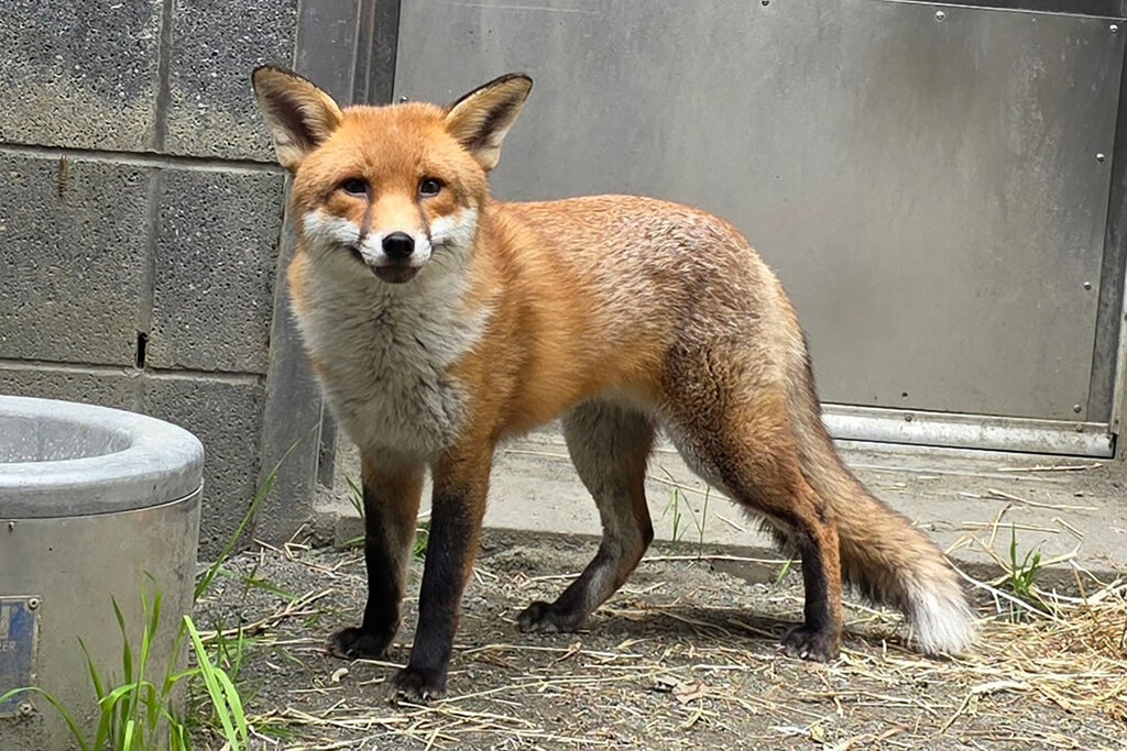 Stowaway Fox Gets Clean Bill of Health and a Name: Basil (Like ‘Dazzle’)