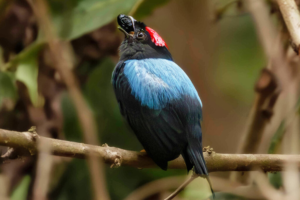 These Birds’ Backflips Are Fueled by Sugar