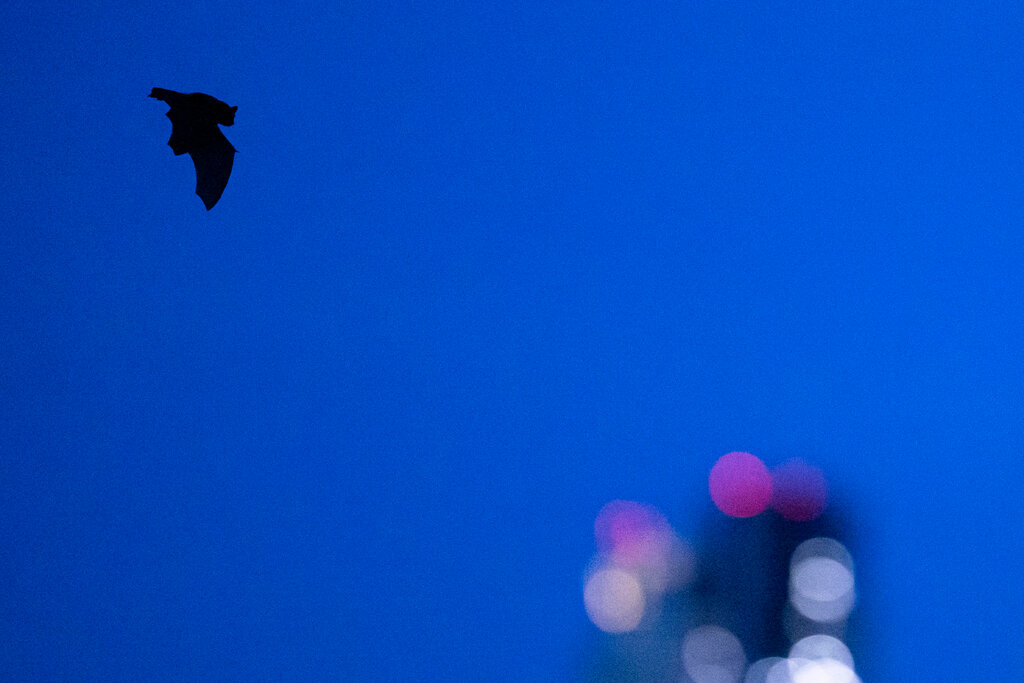 They Don’t Fight Crime, but They Do Eat Bugs: The Bats of N.Y.C.