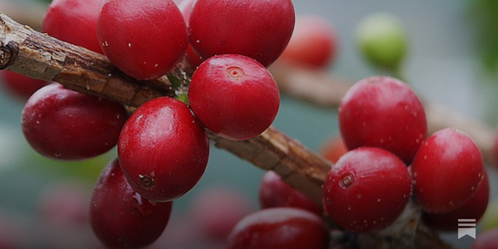 On Fruitiness in Coffee
