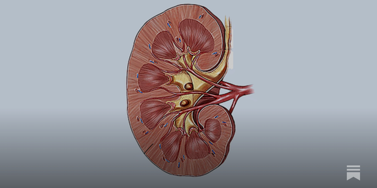 My Left Kidney