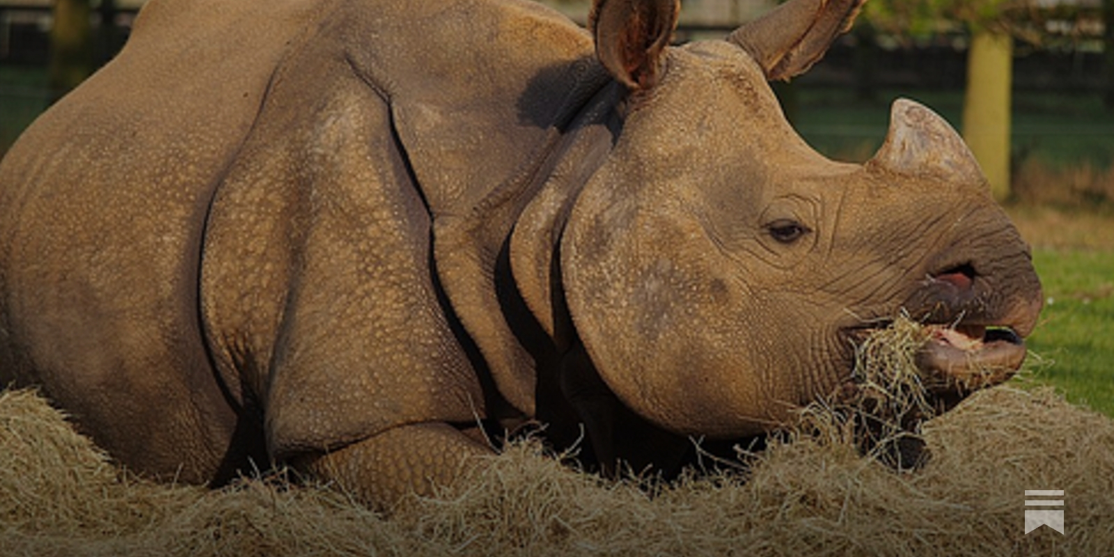 Stopping the Rhinoceros Takeover