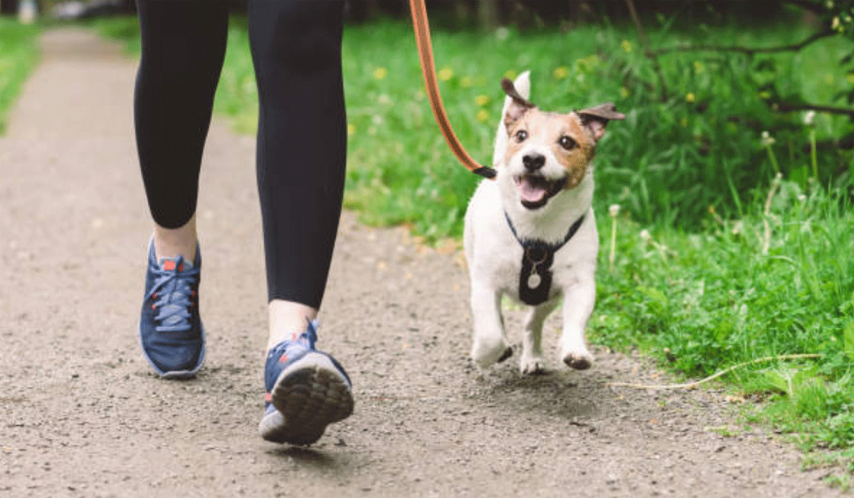 Terms and Conditions for Walks with My Dog