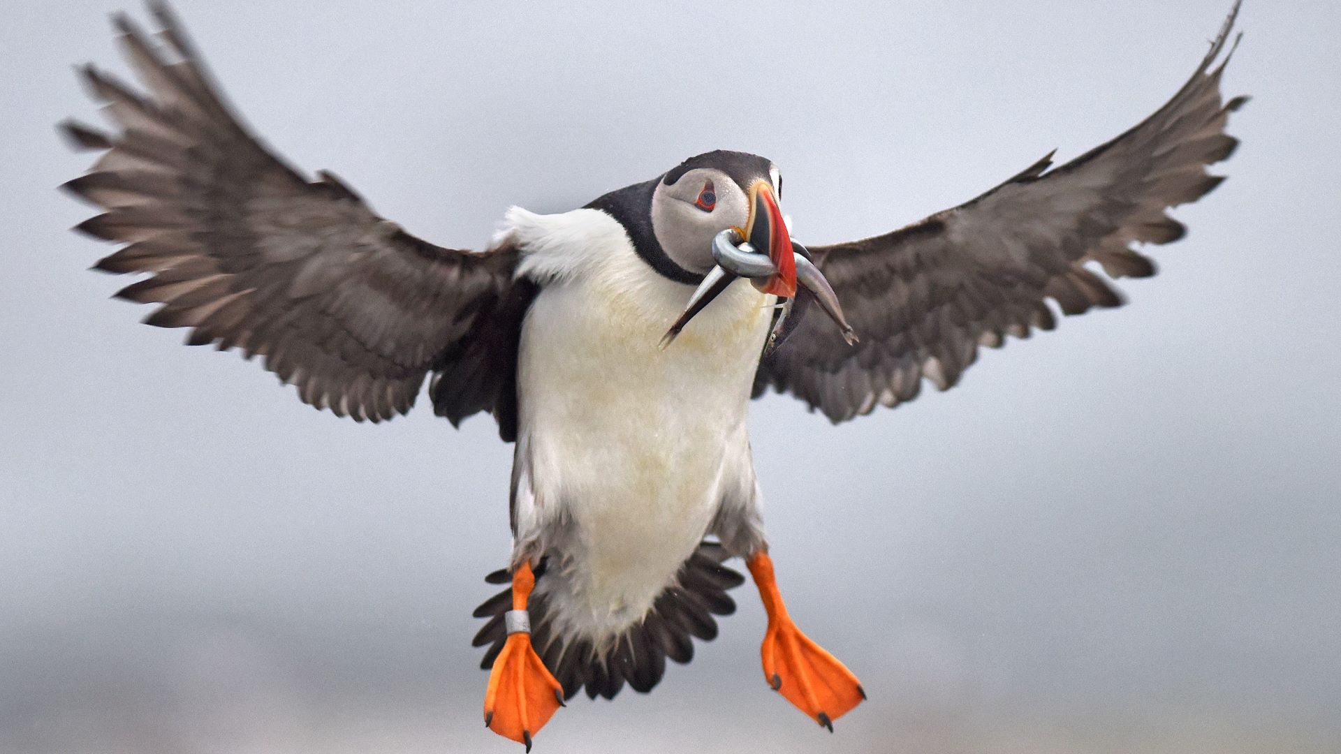 Off the coast of Maine, puffins are rebounding
