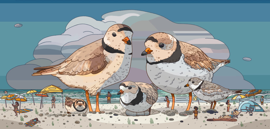 Plovers quarrel: a tiny, endangered bird returns to Sauble Beach to find sunbathers dug into the sand | The Narwhal