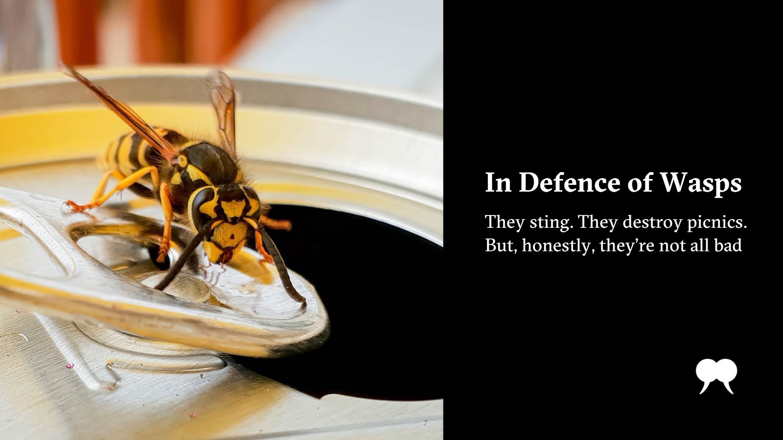 In Defence of Wasps | The Walrus