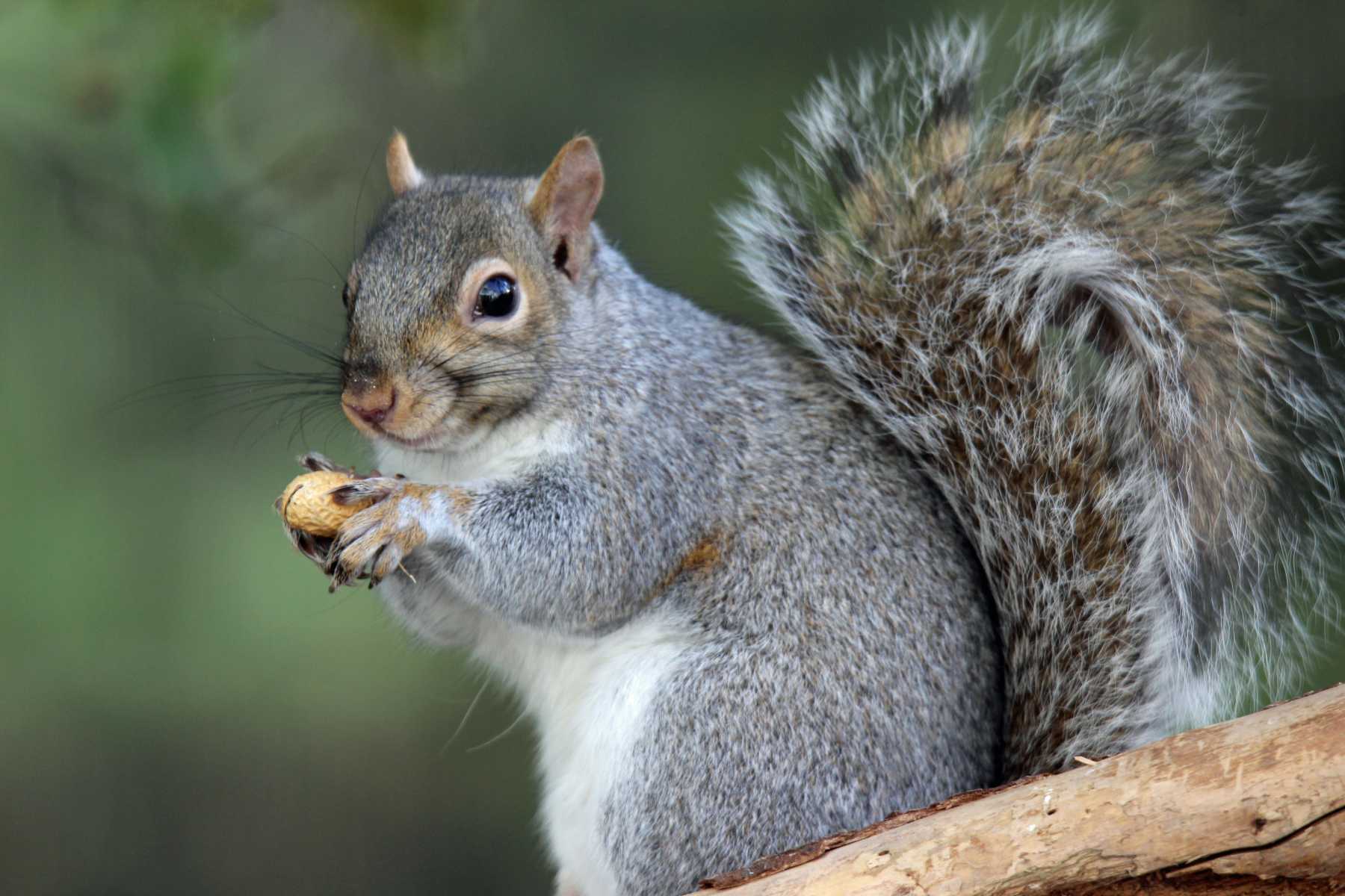Why Squirrels Drive Us Absolutely Nuts | The Walrus