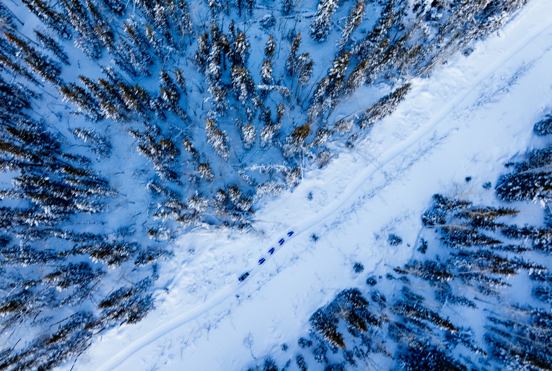 A New Sled Dog Race in the Yukon Tries to Save a Fading Sport | The Walrus