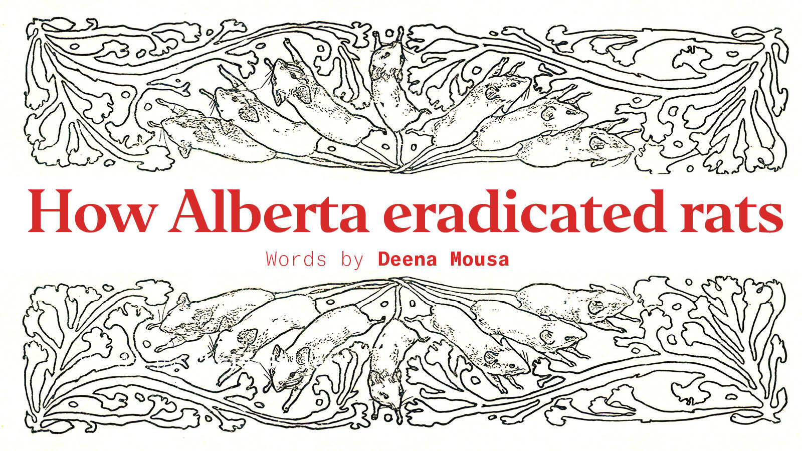 How Alberta eradicated rats - Works in Progress Magazine