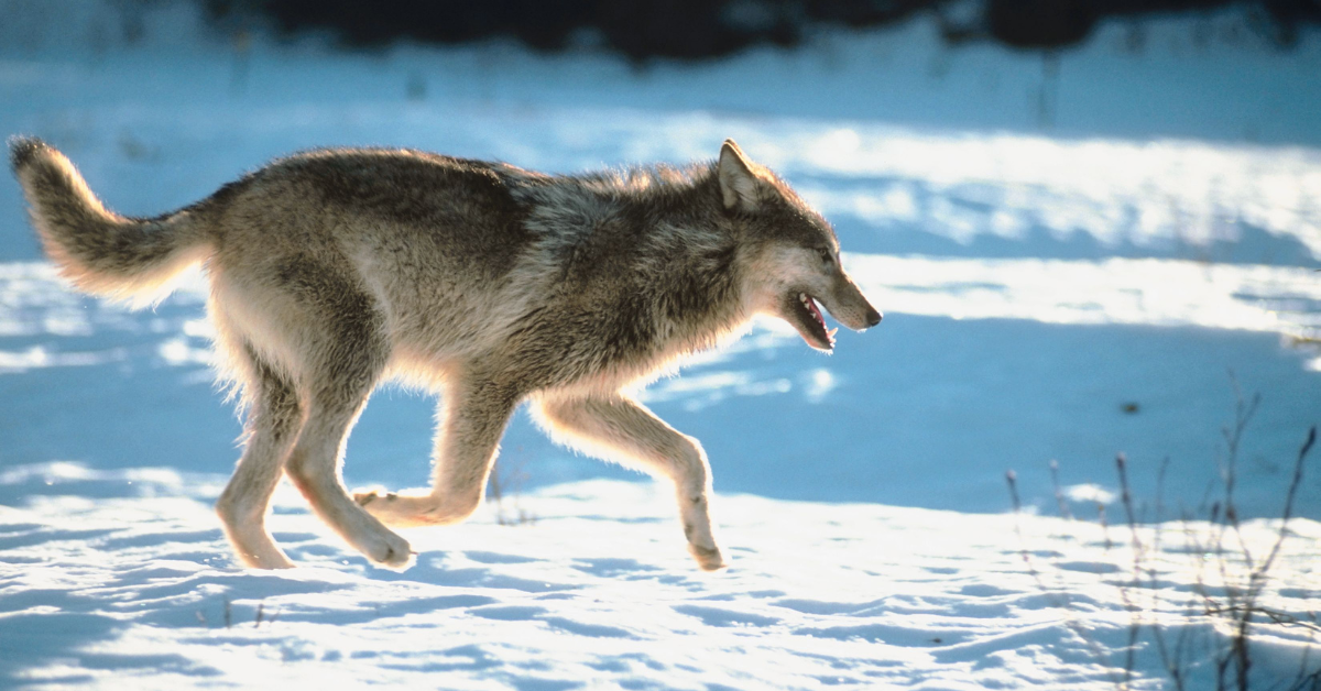 Gray Wolves Found in Lassen Volcanic National Park for the First Time