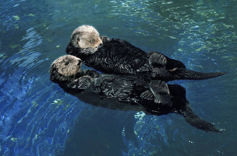 Otters Hold Hands While Sleeping