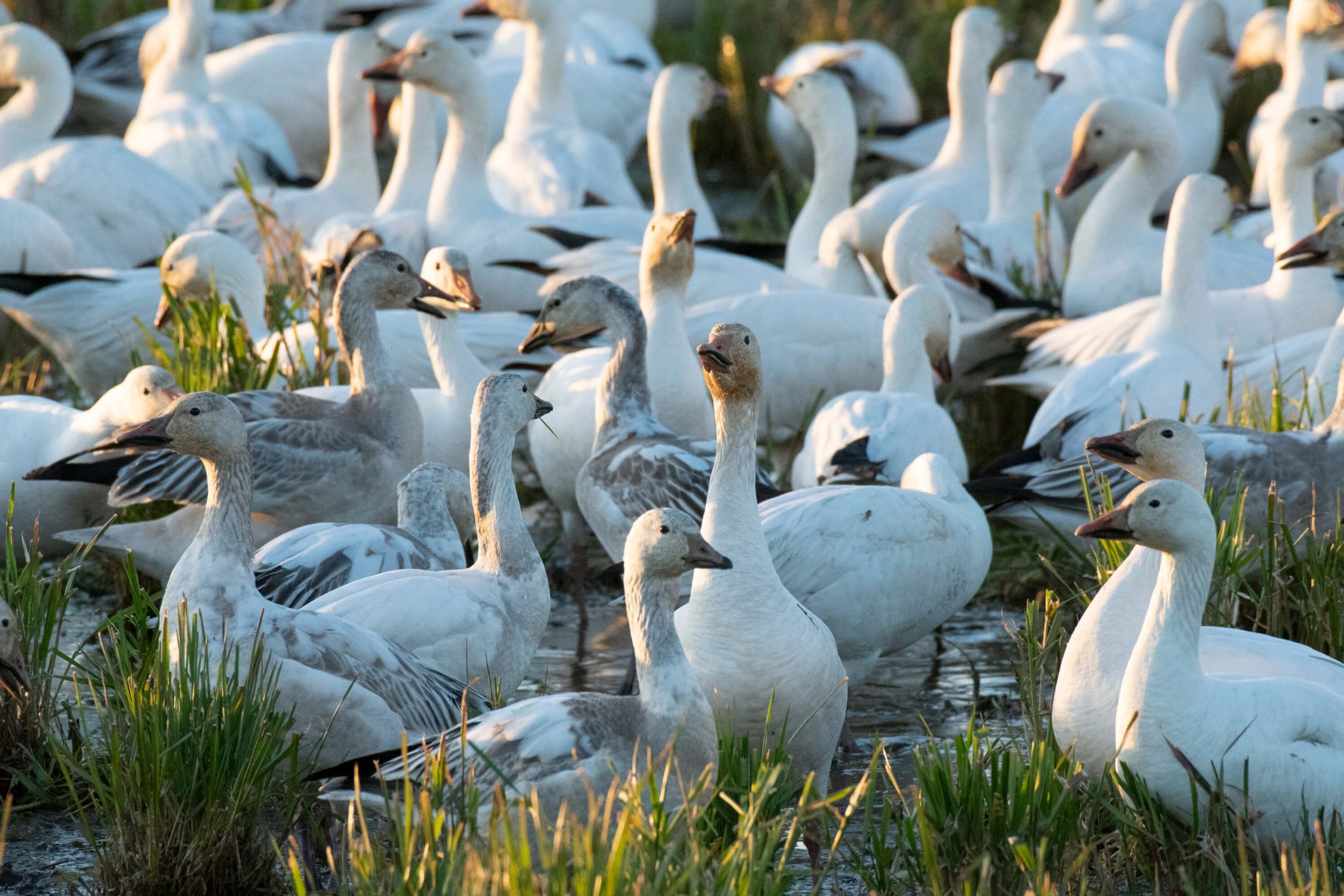 Washington’s Runaway Snow Geese - bioGraphic