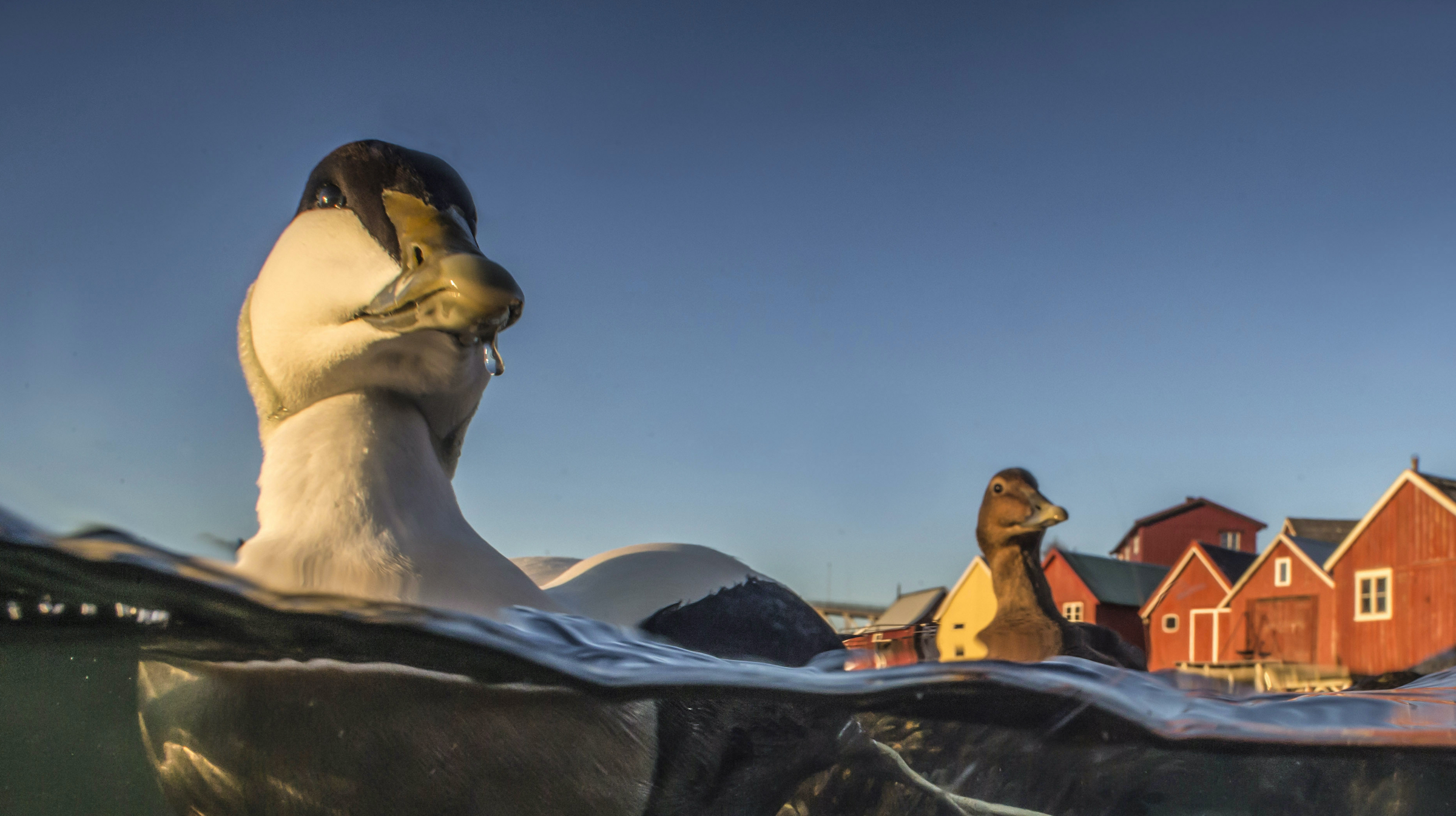 The Eider Keepers - bioGraphic