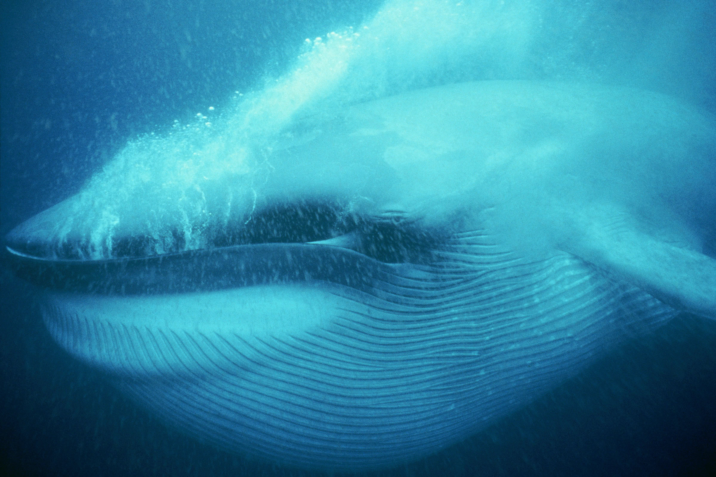 How Whales Found Peace in War - bioGraphic