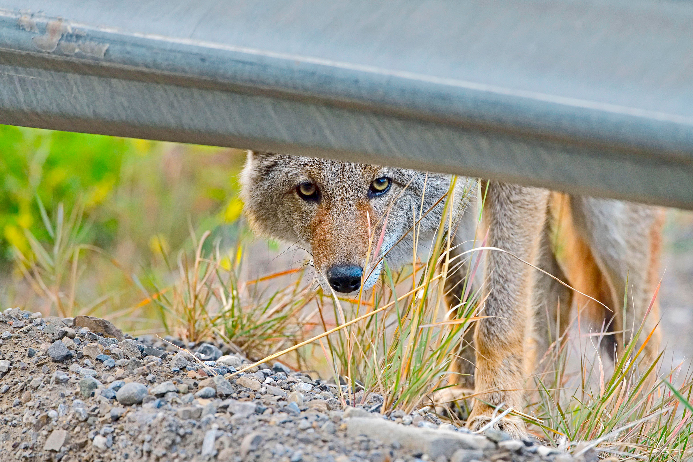 The Coyote Next Door