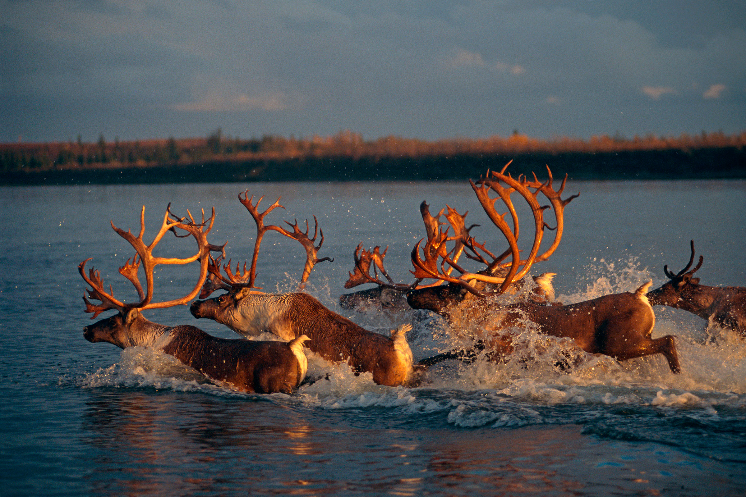 What the Caribou Remember - bioGraphic