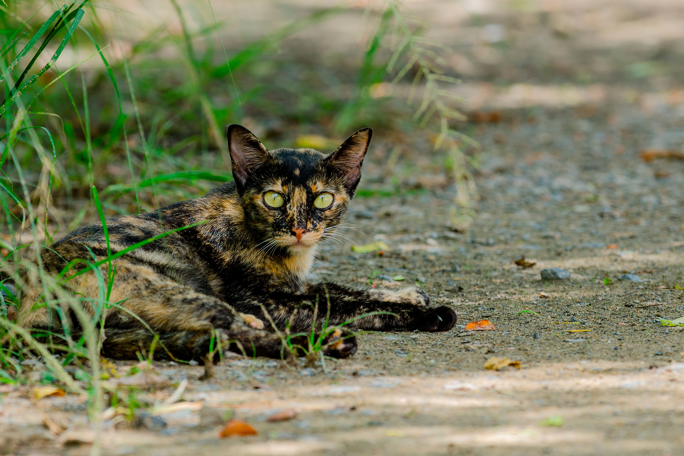 Fire Island Has Gone to the Cats - bioGraphic