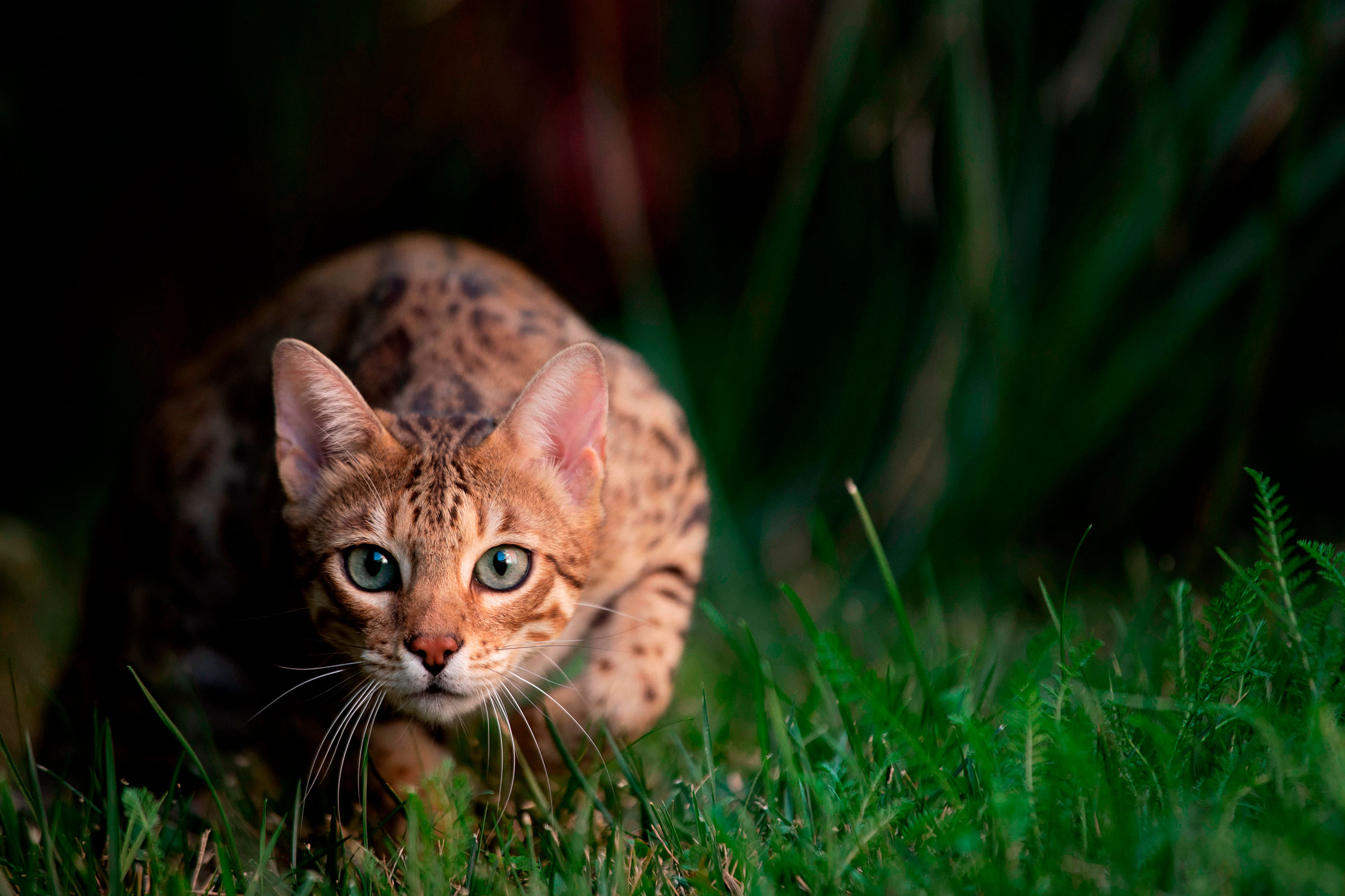 A Scaredy-Cat Won’t Hunt - bioGraphic