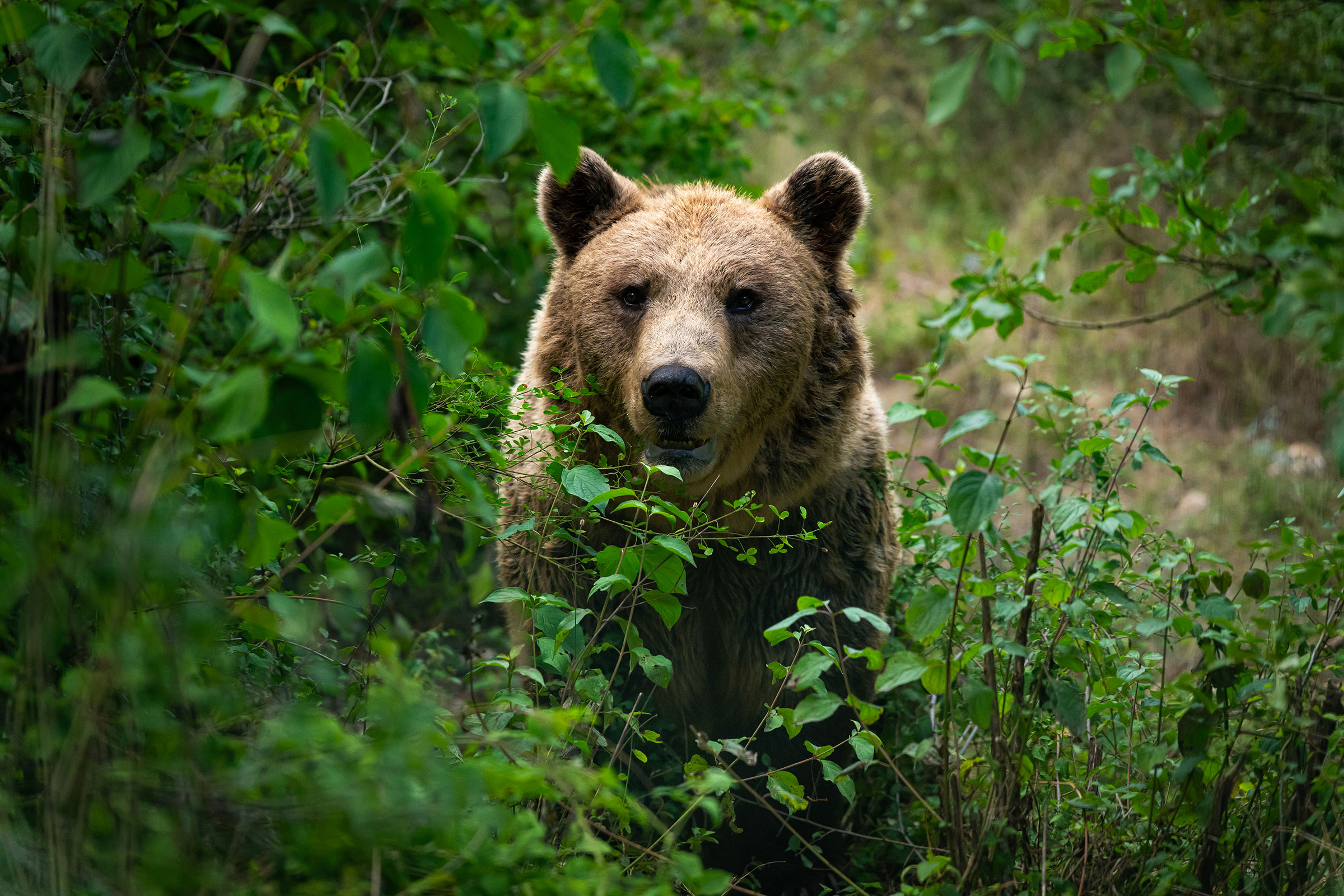 The Beauty—and the Beasts—of Coexistence