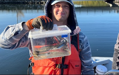 Are Green Crabs Facing a New Predator in the Gulf of Maine?