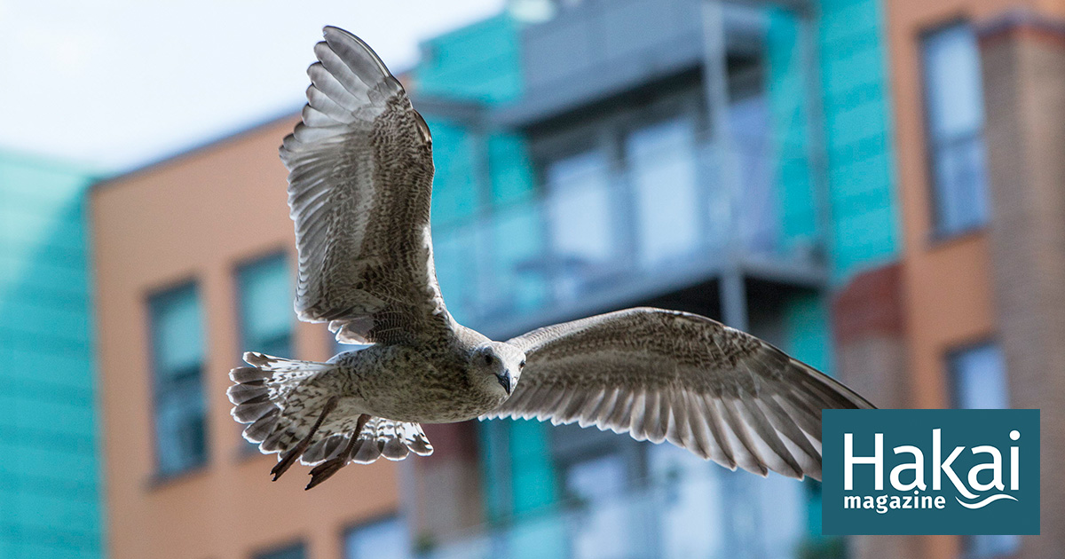The Gull Next Door | Hakai Magazine