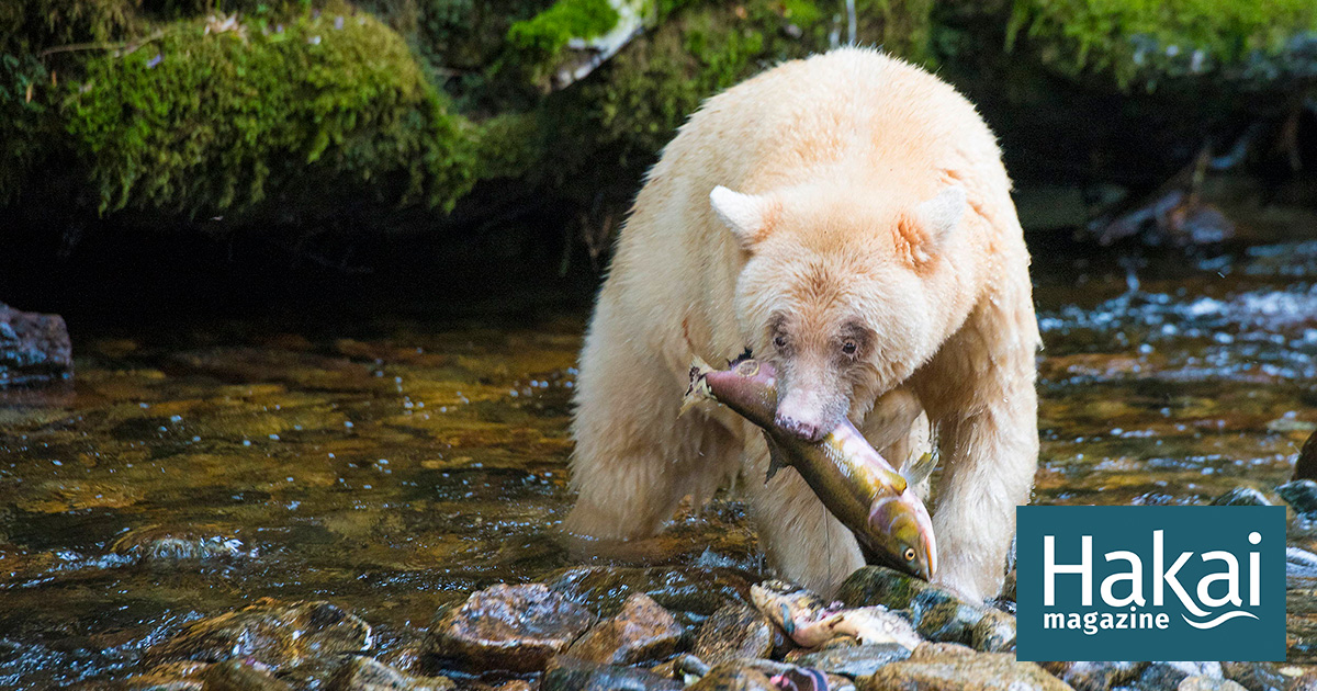 To a Salmon’s Eye, Spirit Bears Have Natural Camouflage | Hakai Magazine
