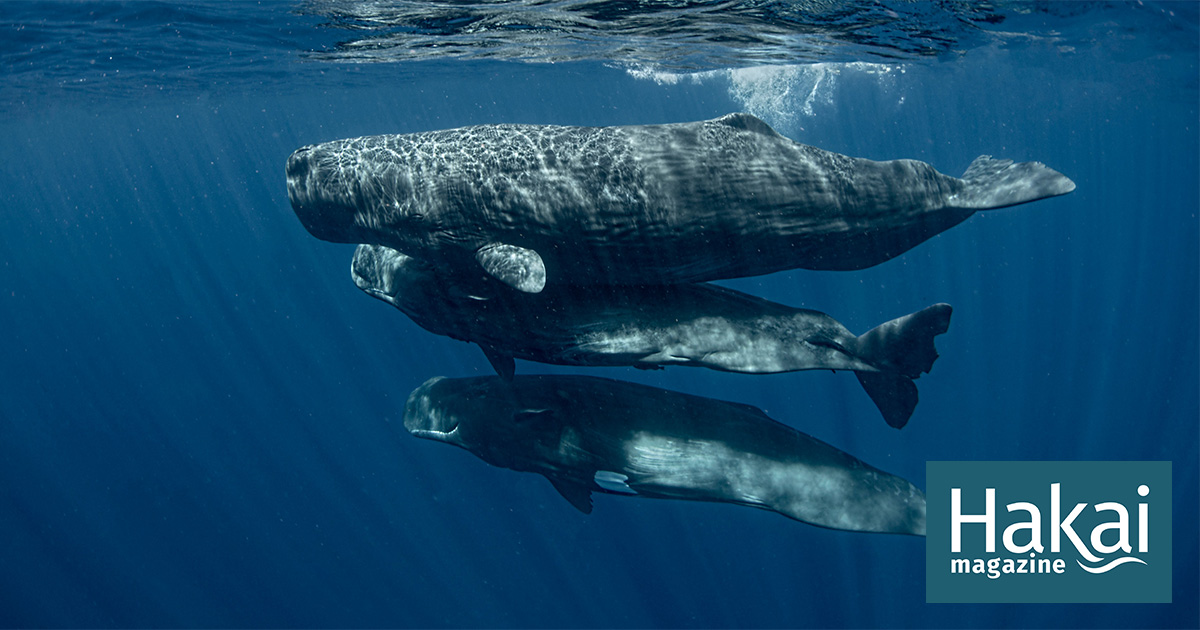 Are We on the Verge of Chatting with Whales? | Hakai Magazine
