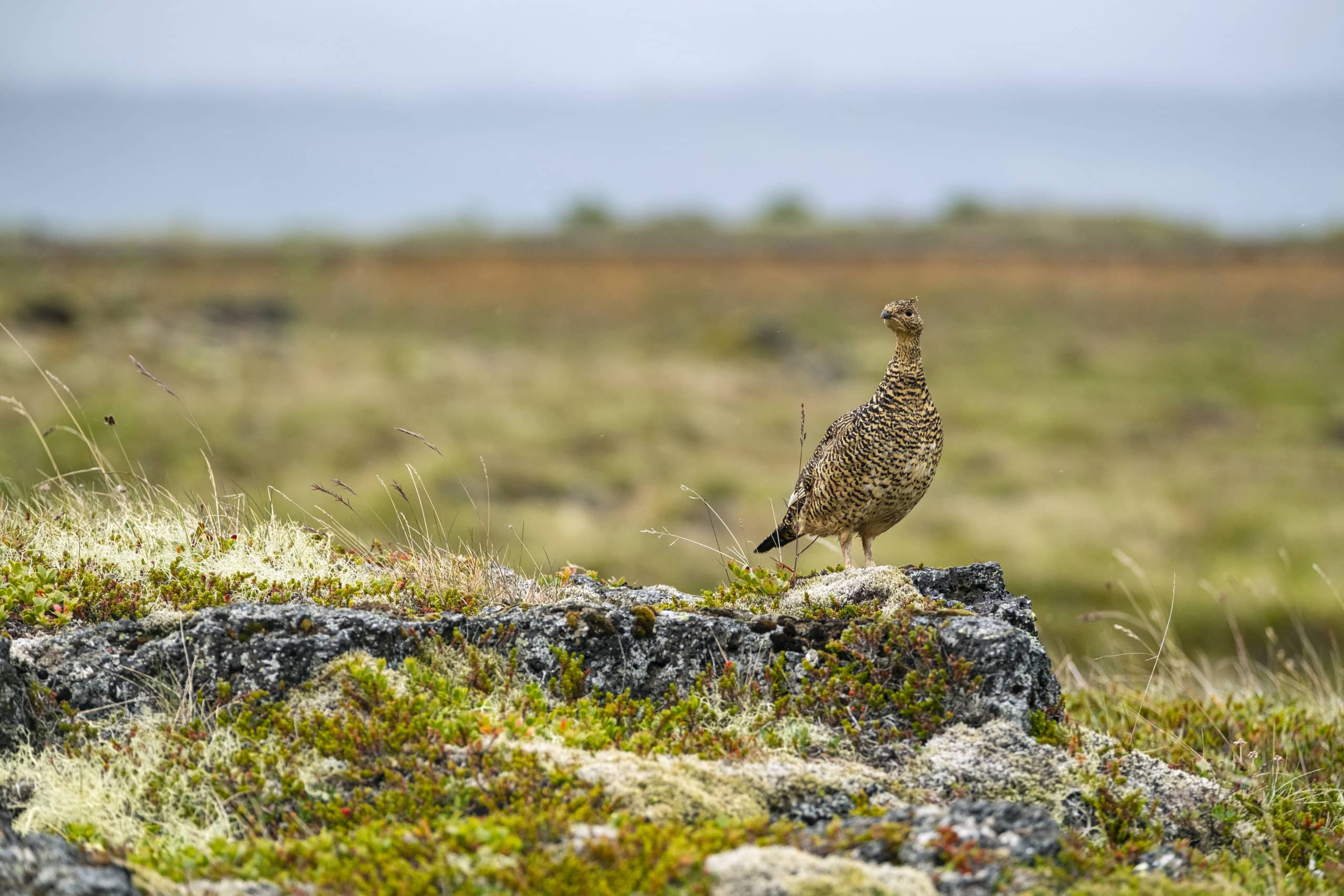 Ptarmigan Take Over Grindavík