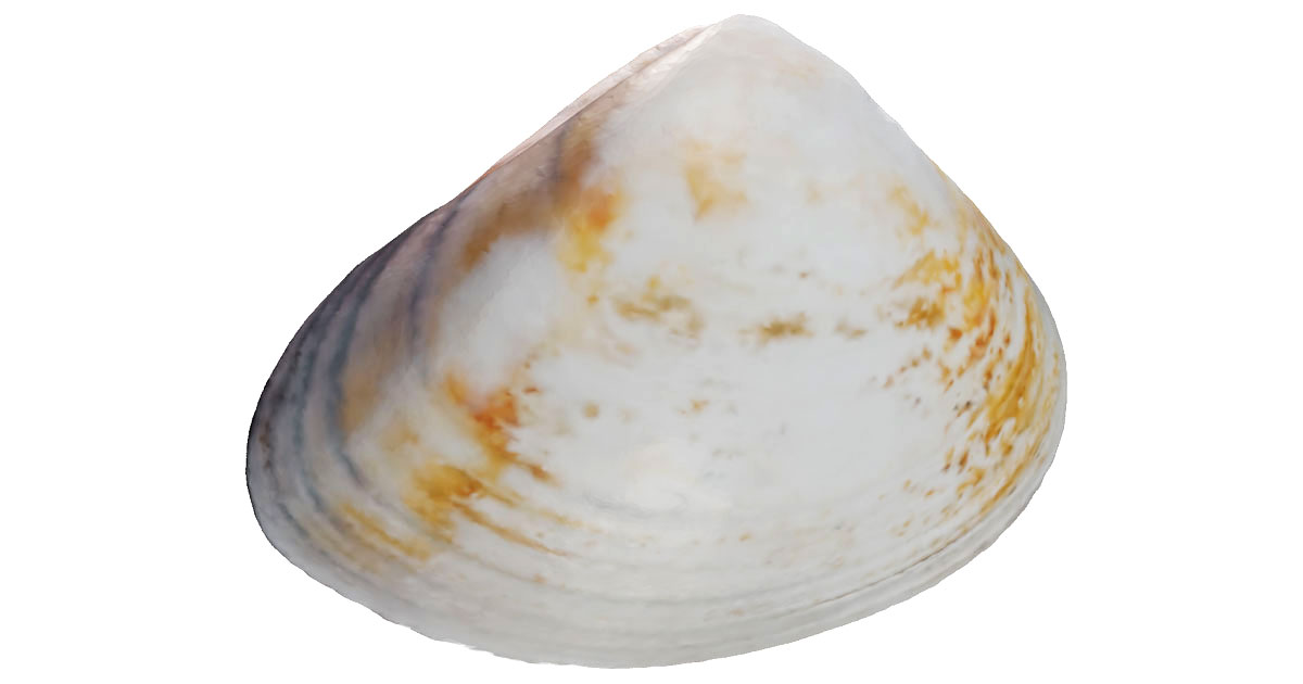 Pismo Beach was once the Clam Capital of the World. Then the clams disappeared