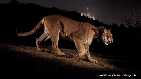 A Eulogy for P-22, A Mountain Lion Who Changed the World