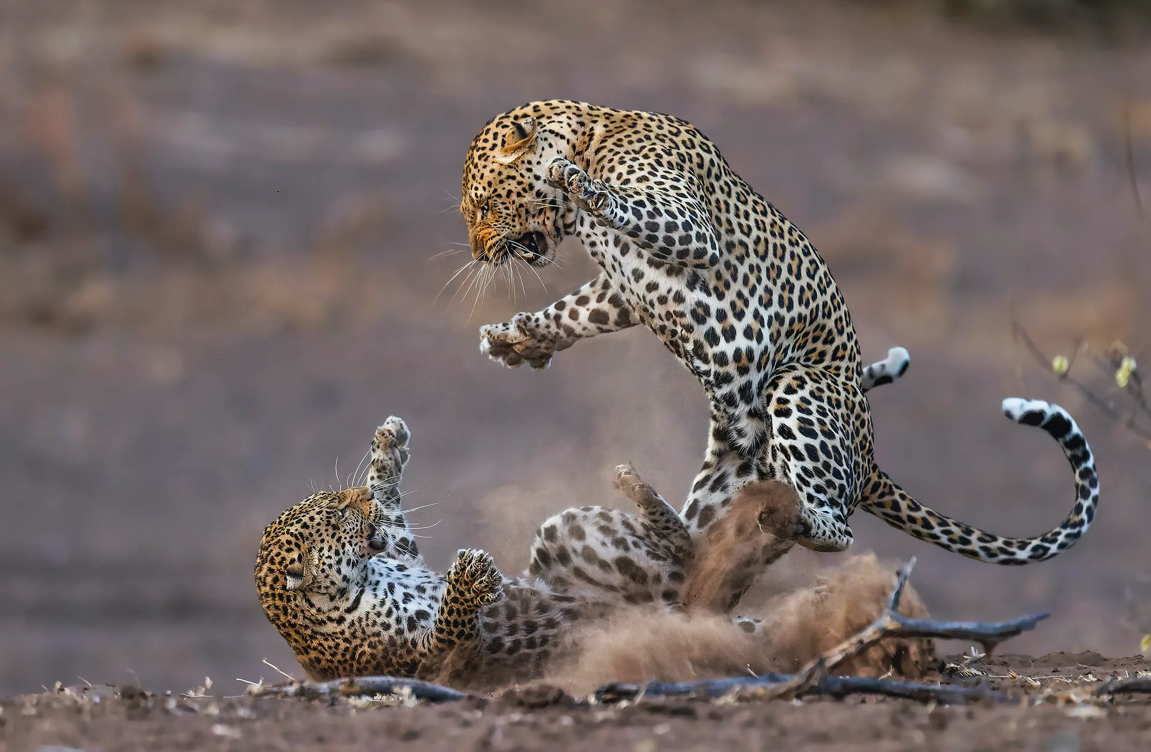 14 dramatic moments from the 2024 Nature’s Best Photo Awards