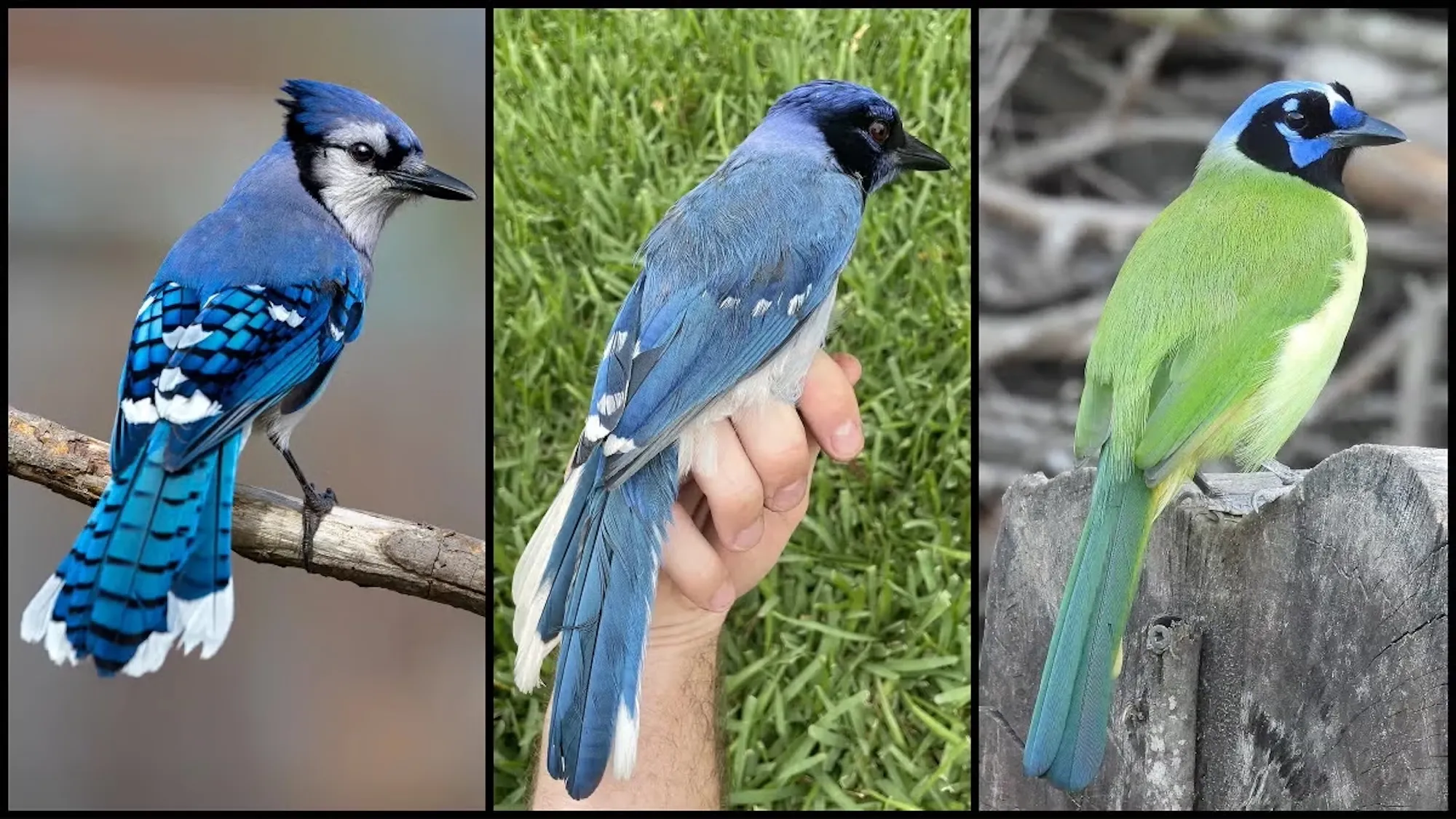 First known wild ‘grue jay’ hybrid spotted in Texas