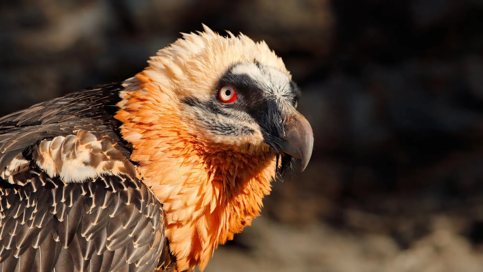 Multi-generational vulture nests hold 700 years of human artifacts