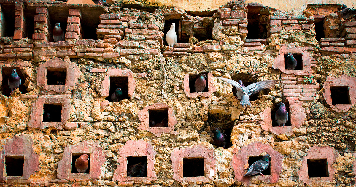 How a Problem About Pigeons Powers Complexity Theory | Quanta Magazine