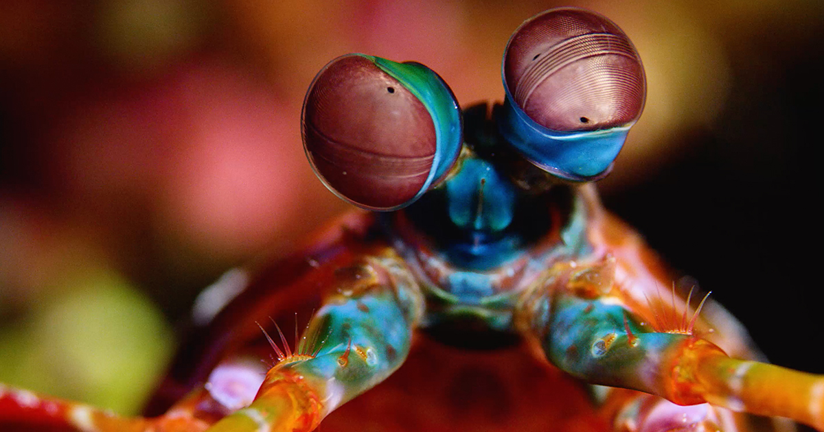 When Did Nature Burst Into Vivid Color? | Quanta Magazine