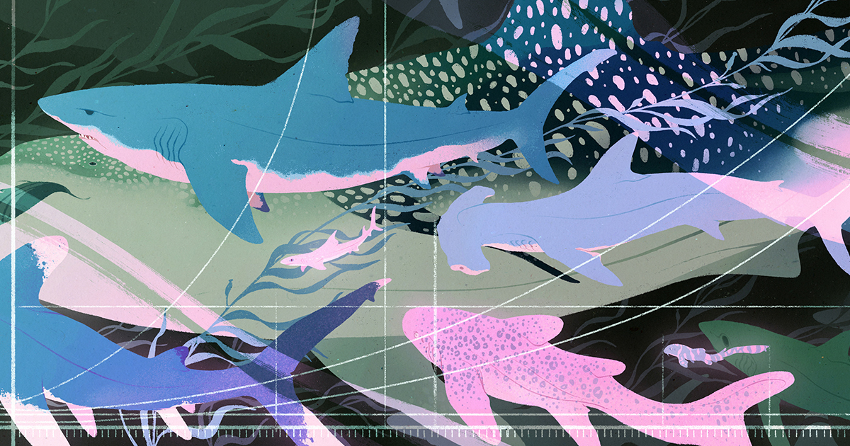 Shark Data Suggests Animals Scale Like Geometric Objects | Quanta Magazine