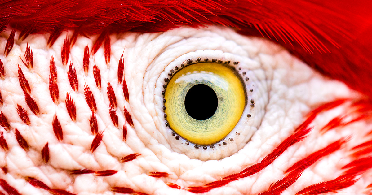 How the Bird Eye Was Pushed to an Evolutionary Extreme | Quanta Magazine