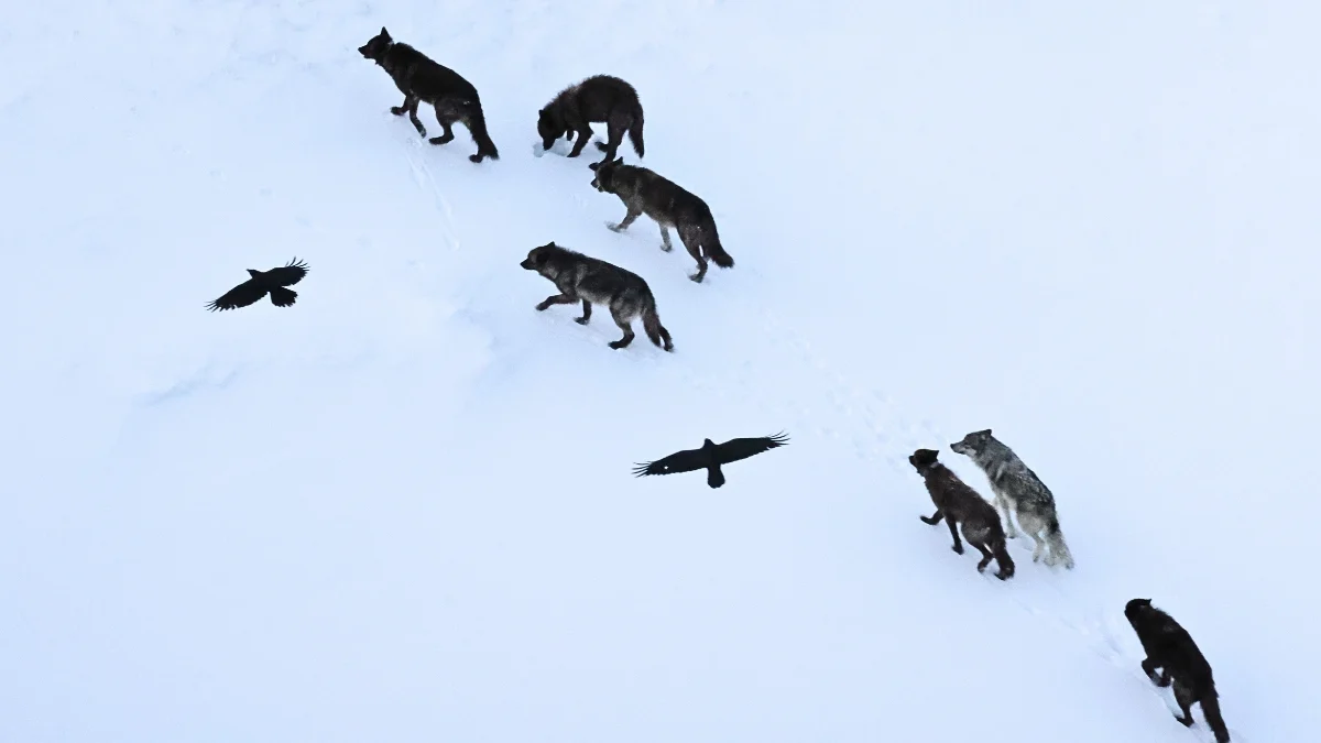 Ravens Don't Just Follow Wolves – They Memorize Kill Sites Across Vast Distances
