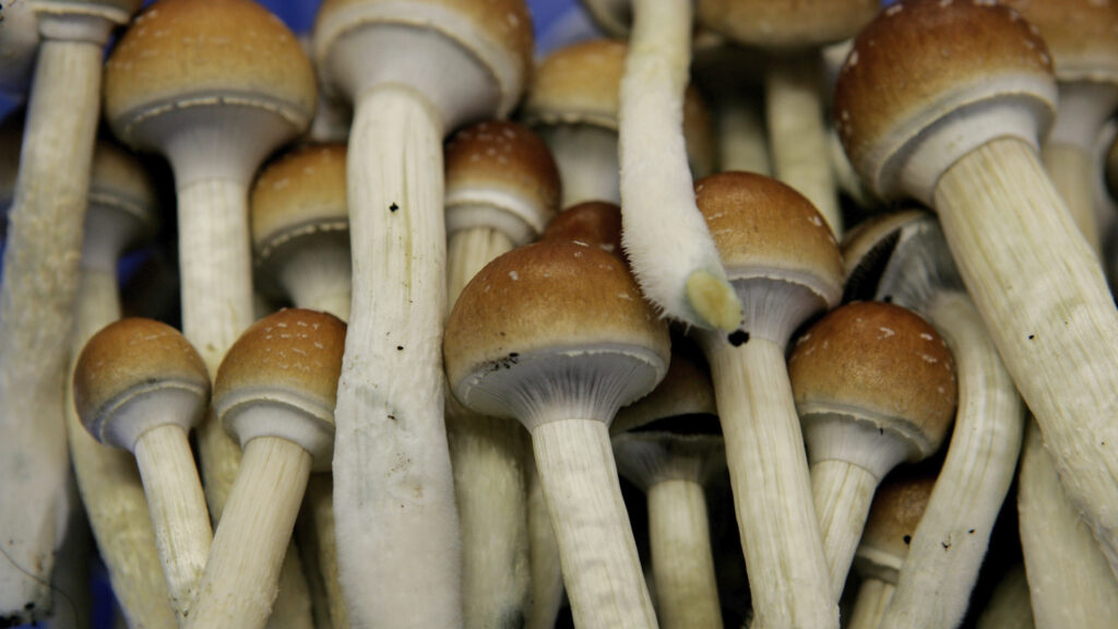 Psilocybin shows promise for treating alcohol addiction, new study finds