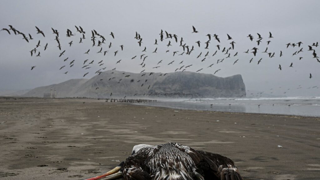 Tracking the bird flu, experts see a familiar threat — and a virus whose course is hard to predict
