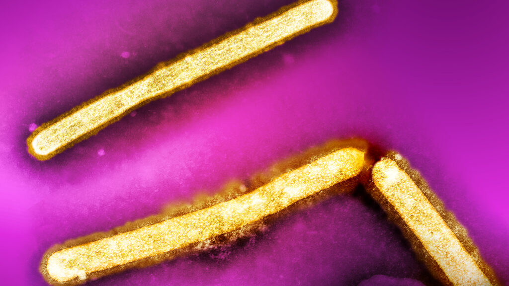 Bird flu found in a pig in U.S. for the first time, raising concerns about potential risks to humans