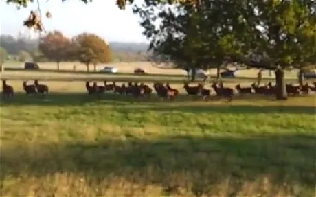Benton the dog is called Fenton as video viewed by 500,000