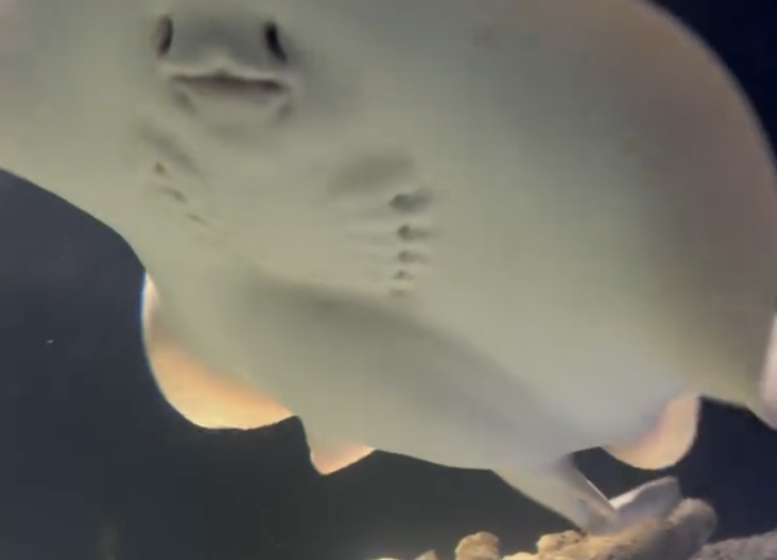 What Is Really Going On With Charlotte the Stingray?