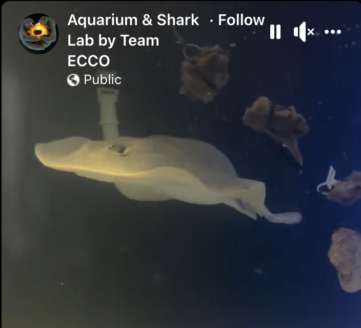 Charlotte the Stingray Isn't Pregnant After All
