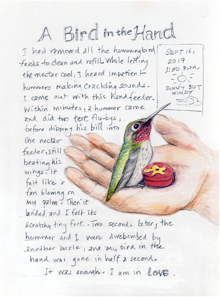 Backyard Bird Diary - The Paris Review